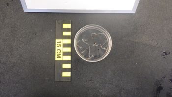 Media type: image;   Invertebrate Zoology 153512 Description: live specimen;